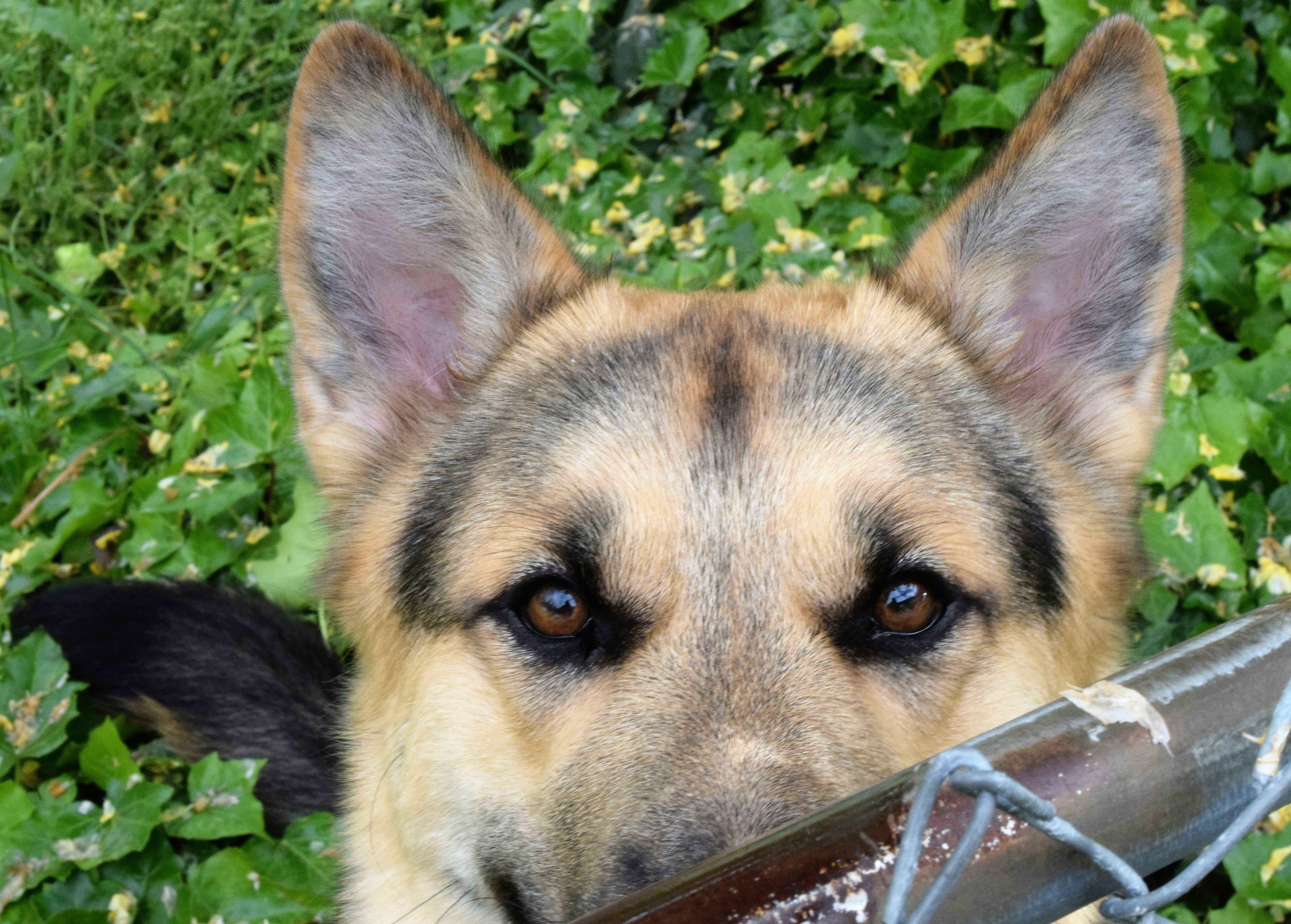 a close up of a dog behind a fence (Photo by fr0ggy5 on Unsplash)