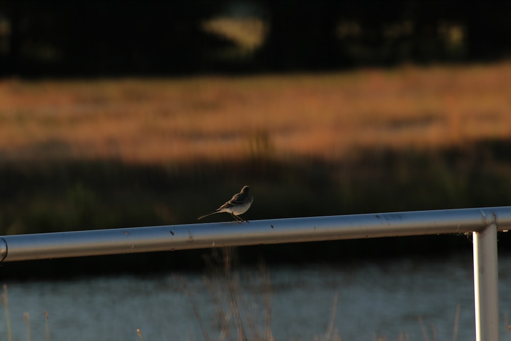 a small bird is sitting on a railing