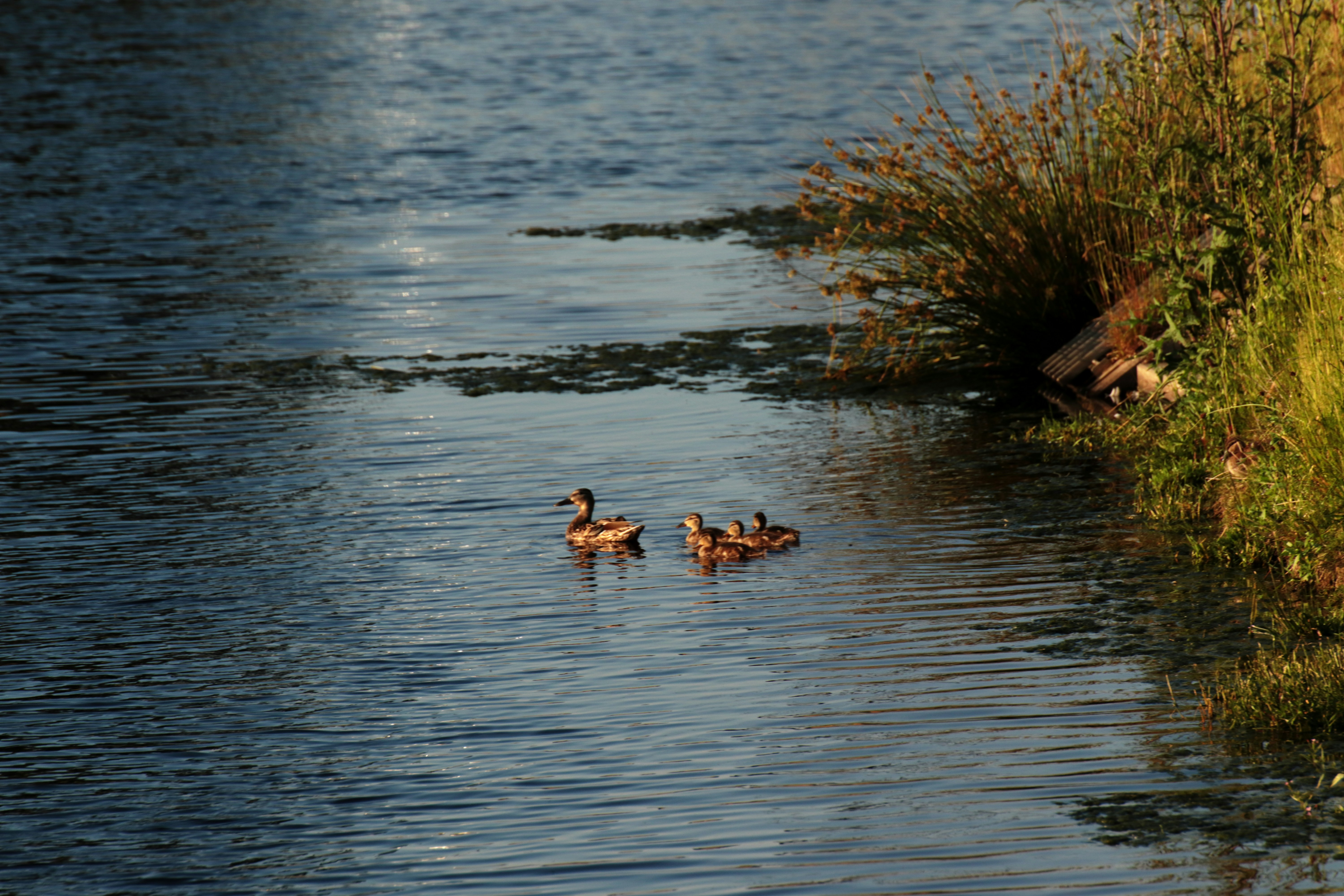 Photo by larsportjanow