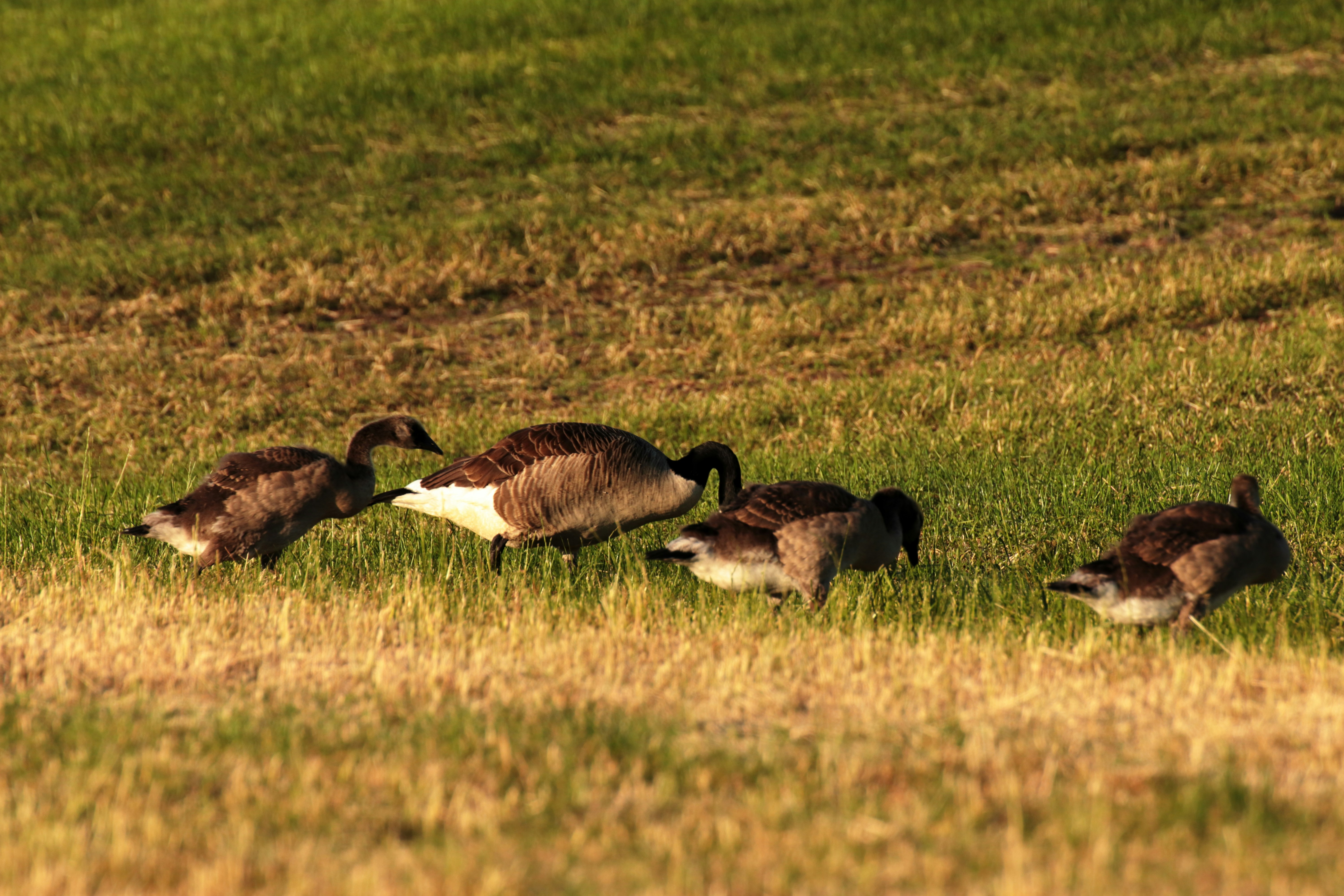 Photo by larsportjanow