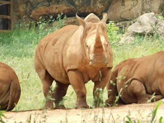 A close-up of a diverse group of endangered species in their habitat.