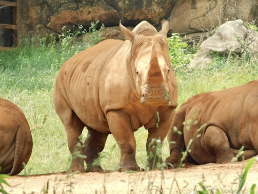 A close-up of a diverse group of endangered species in their habitat.