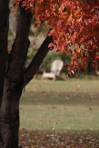 Autumn leaves in vibrant shades of red and orange hang from a tree with a blurred background showing a grassy area and an empty wooden chair. The setting appears tranquil and serene, embodying a peaceful autumn day.