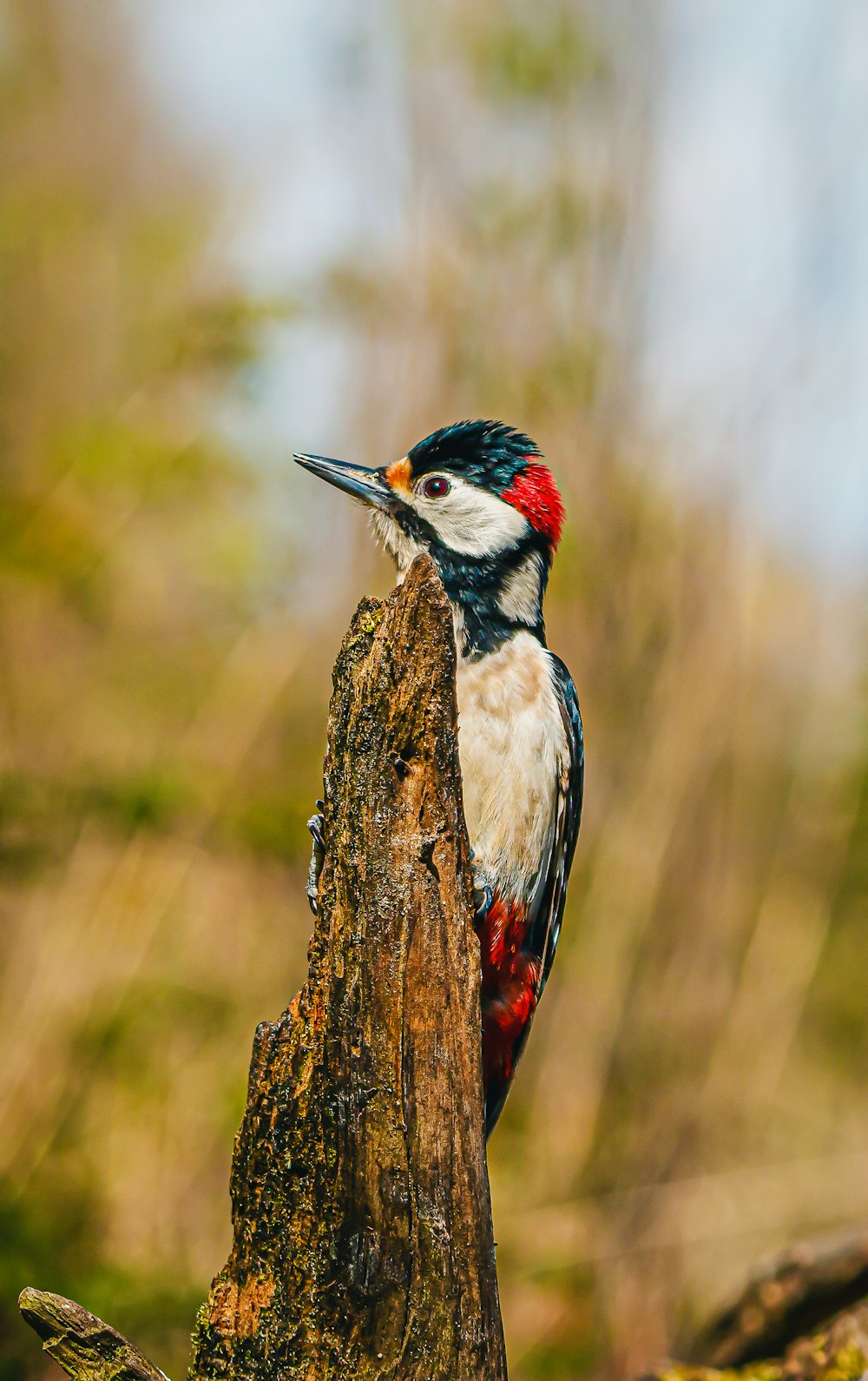 Un uccello colorato appollaiato sulla cima di un ceppo d'albero