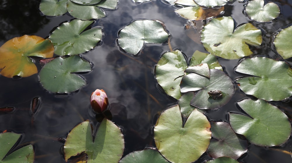 a pond with lily pads and water lillies
