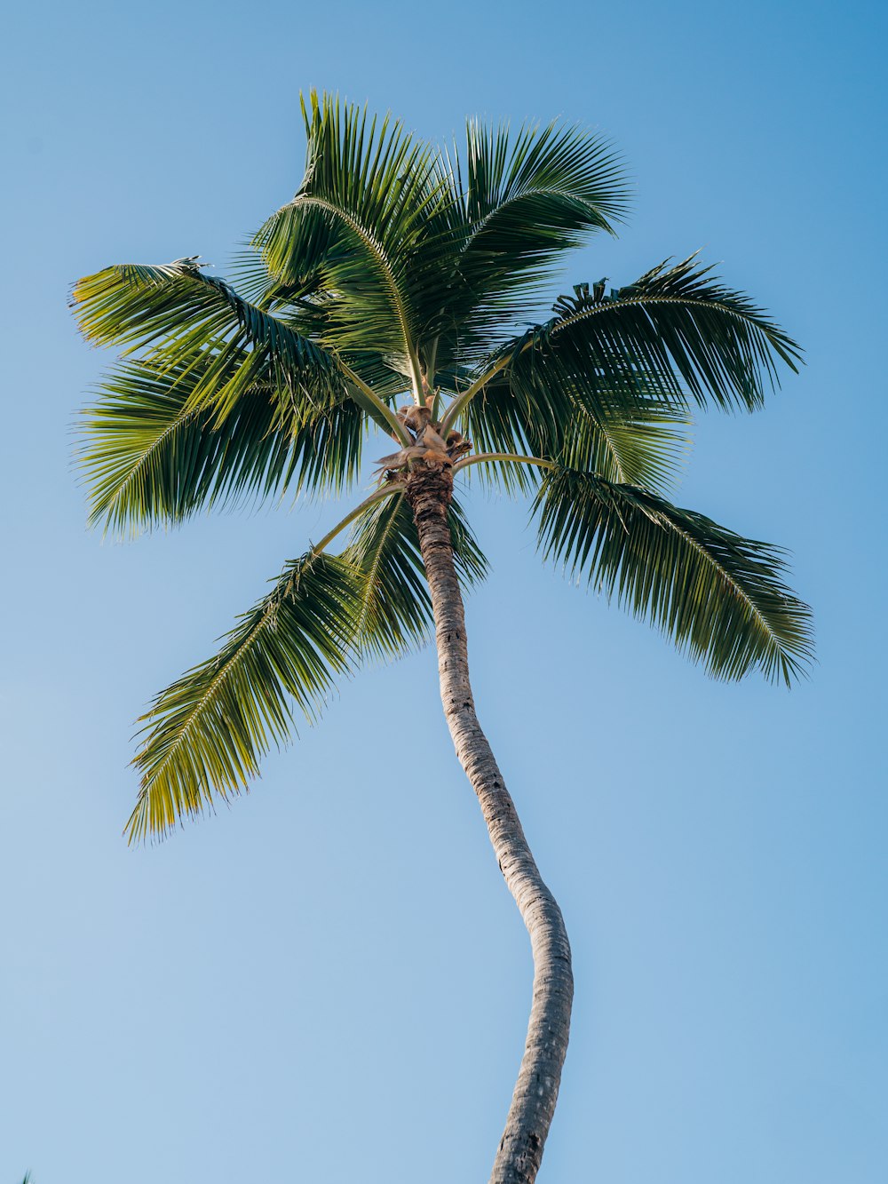 a palm tree with a blue sky in the background