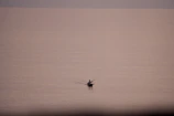 A lone kayaker pausing to watch pelicans diving near a quiet shoreline.