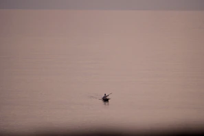 A lone kayaker pausing to watch pelicans diving near a quiet shoreline.
