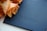 A dark blue textured document folder embossed with the word 'ДИПЛОМ' lies next to a bouquet of peach-colored roses.