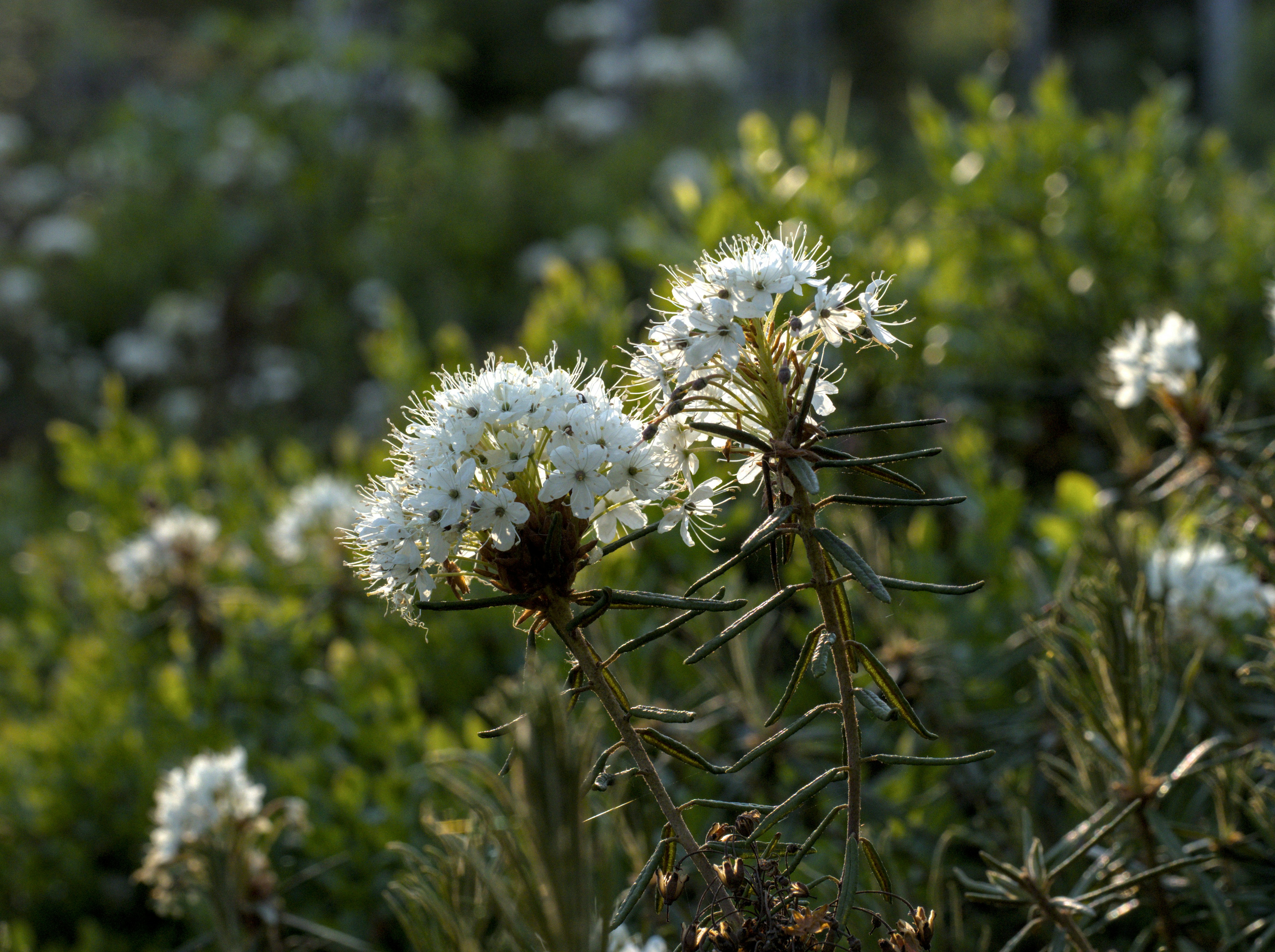 Photo by schneiderhenry