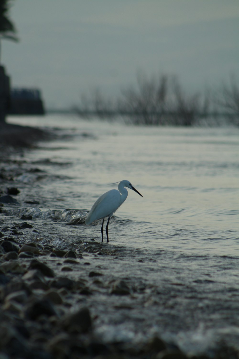 um pássaro branco em pé no topo de uma praia ao lado do oceano