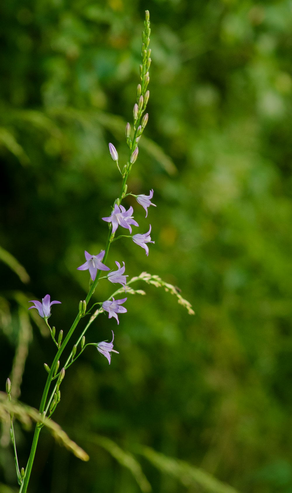 a tall purple flower with green leaves in the background