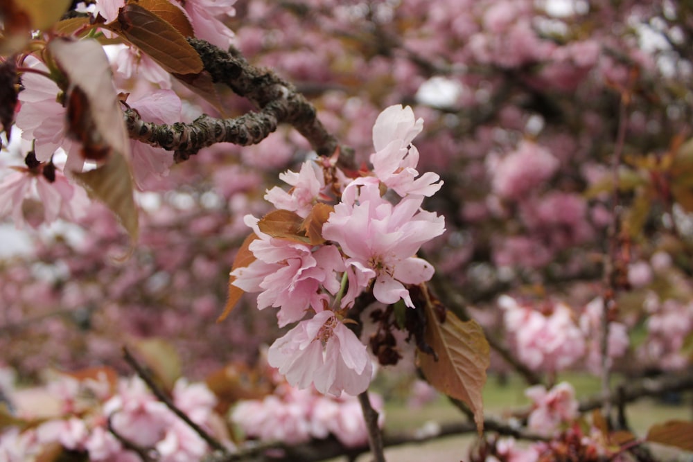 a tree with lots of pink flowers on it