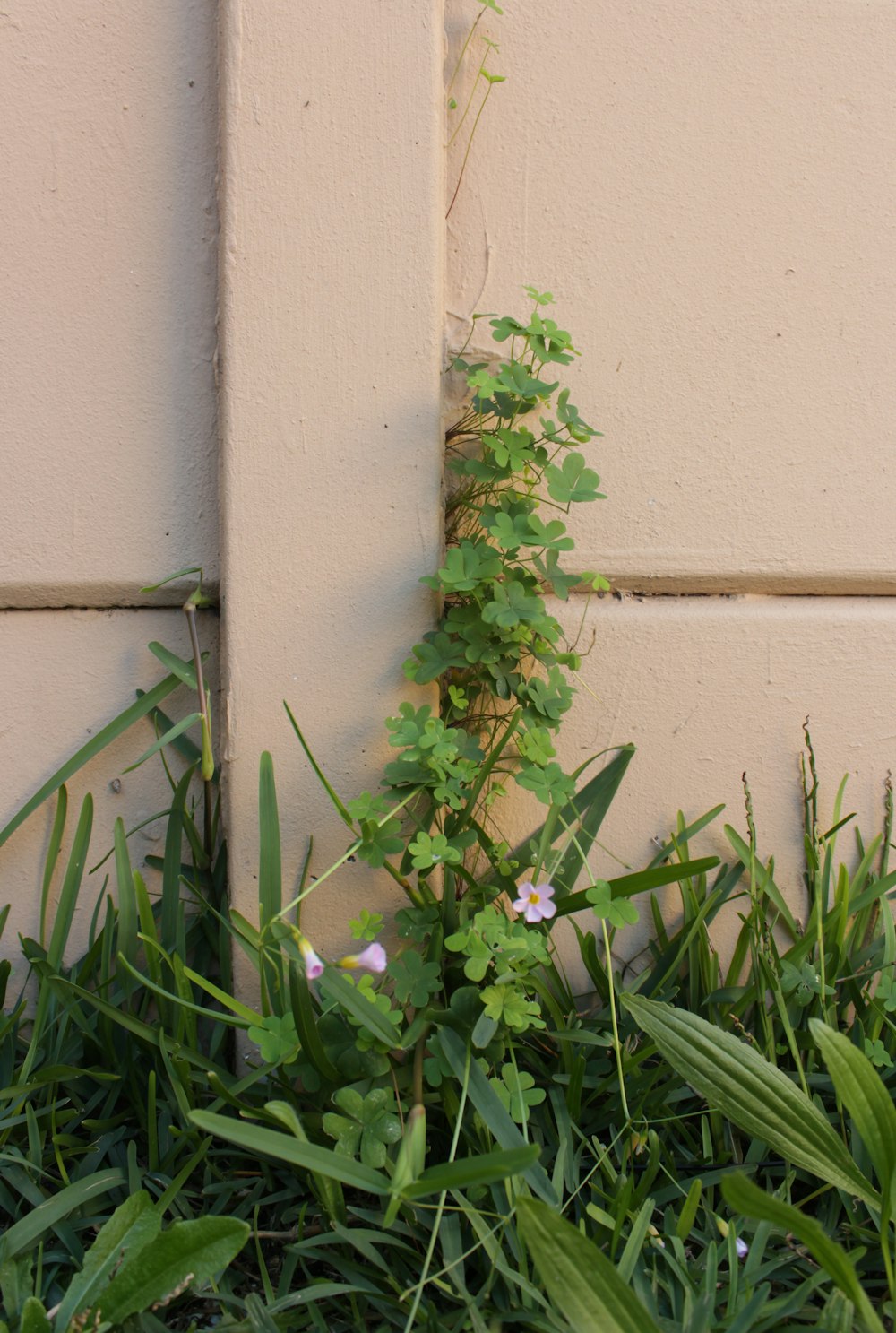 a plant growing out of the side of a building