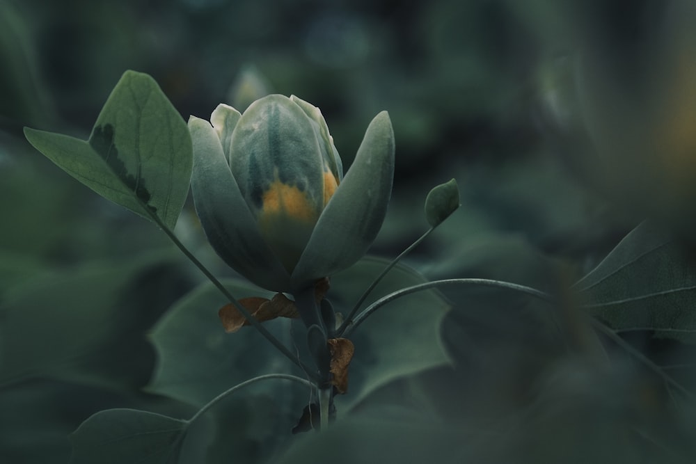 a close up of a flower on a plant