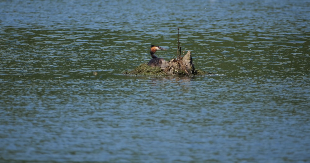 a bird sitting on top of a tree stump in the water