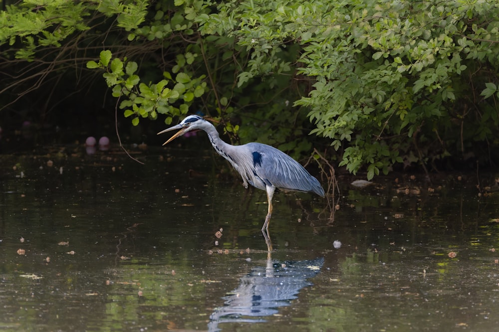 a bird with a long beak standing in the water