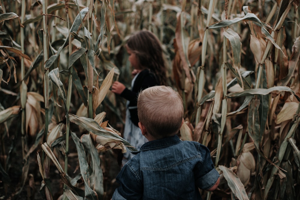 a little boy and a little girl standing in a corn field