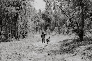 A serene moment of a family walking their dog along a tree-lined path