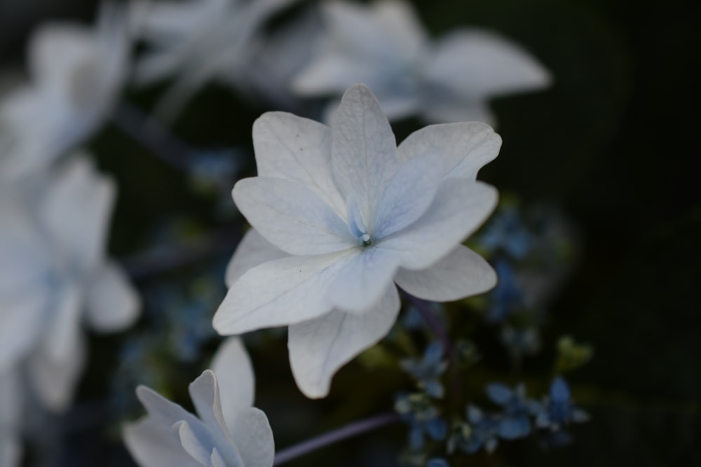 식물에 흰 꽃을 클로즈업합니다