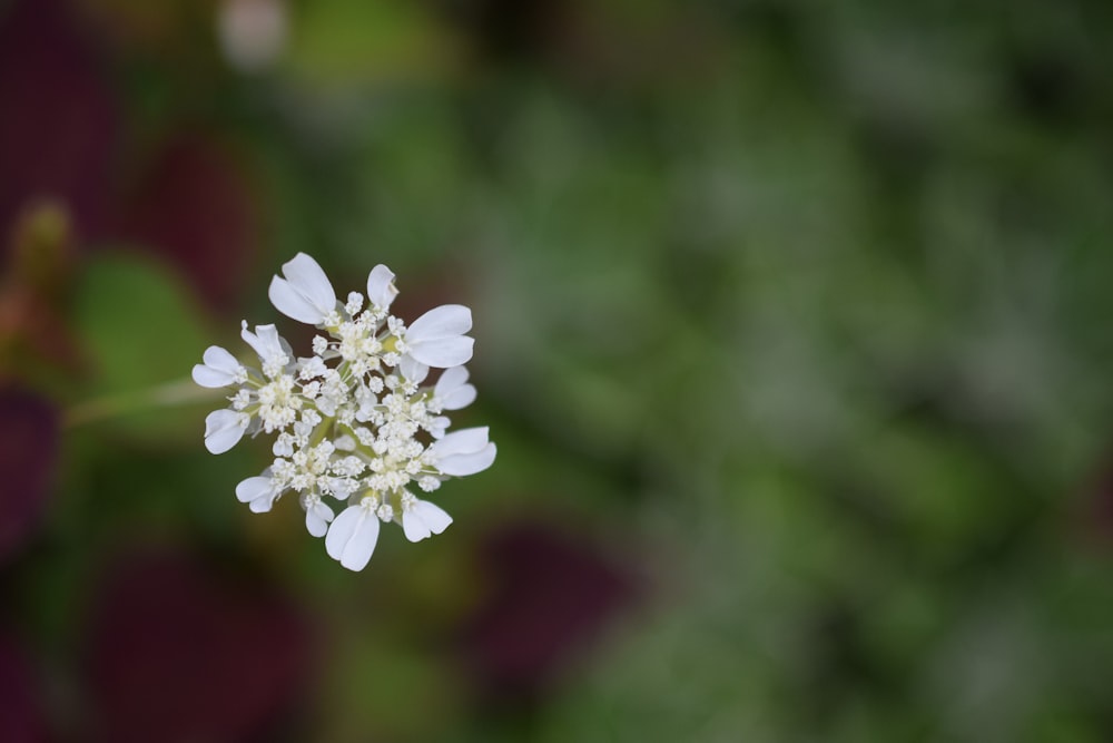 um close up de uma pequena flor branca