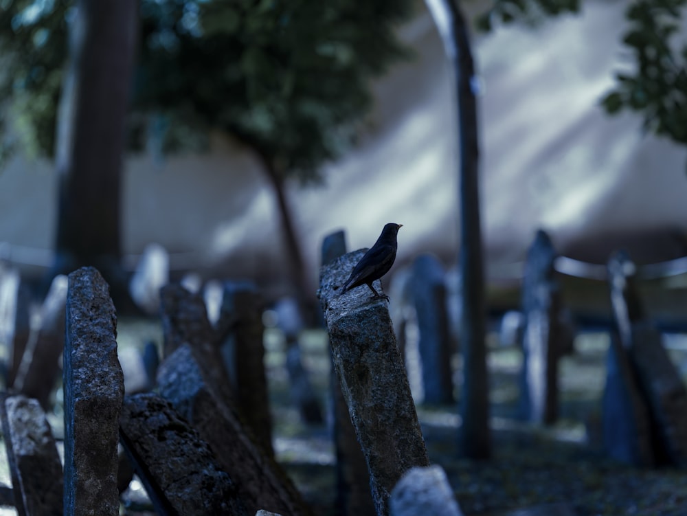 un petit oiseau noir assis au sommet d’une clôture en bois