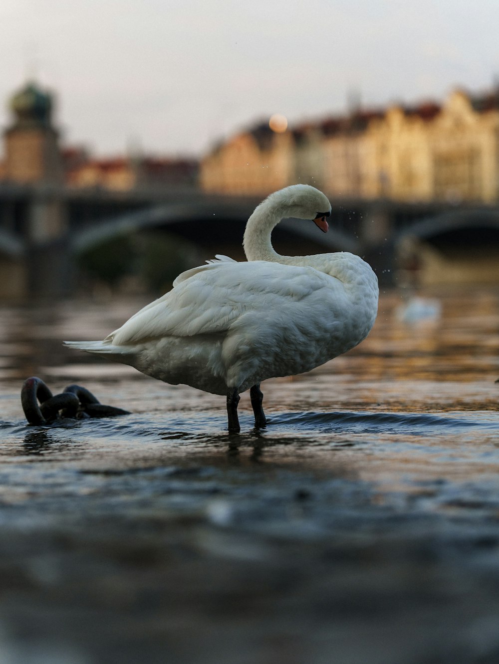 a white swan standing in a body of water