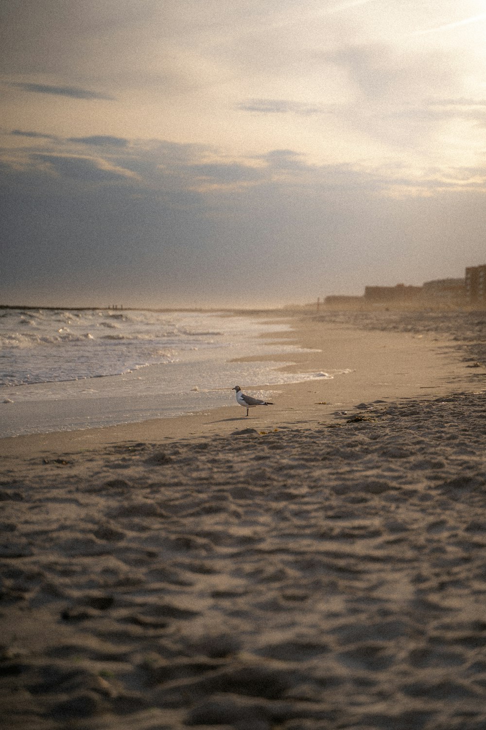 a bird standing on a beach next to the ocean