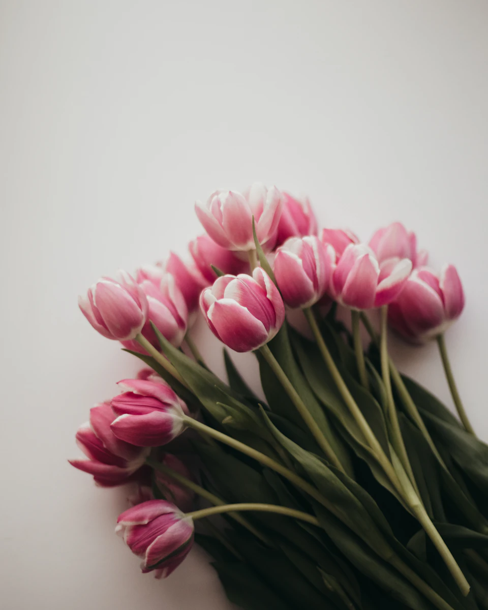 Pink tulips in a tightly packed bouquet on a white surface with green stems