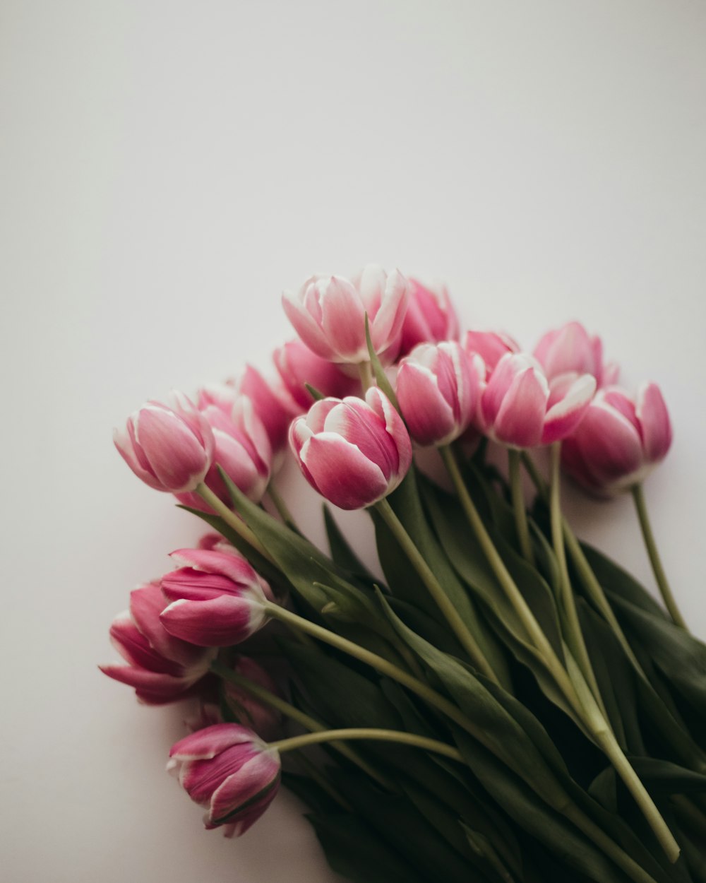 a bunch of pink and white tulips on a white surface