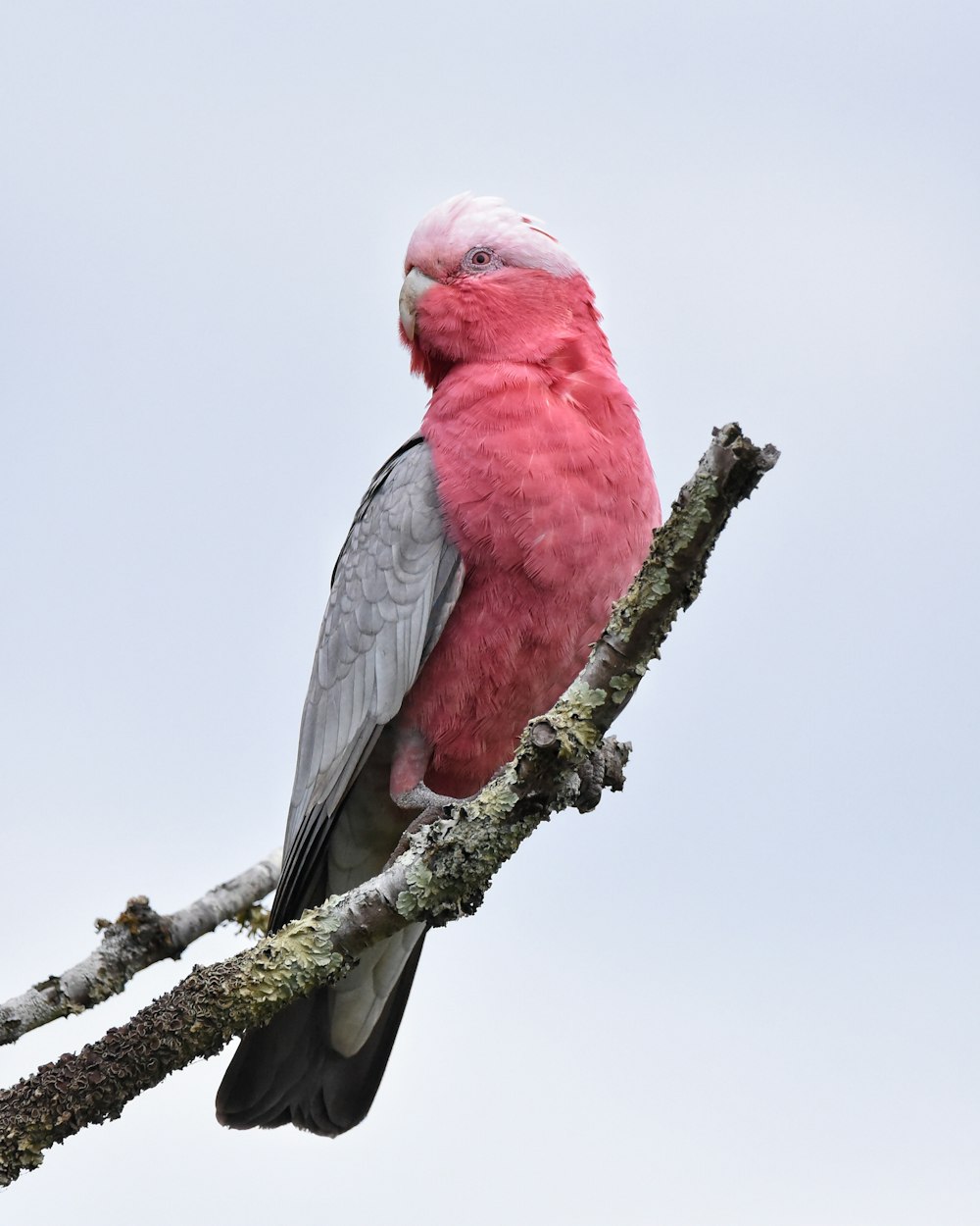 a pink and grey bird sitting on a tree branch