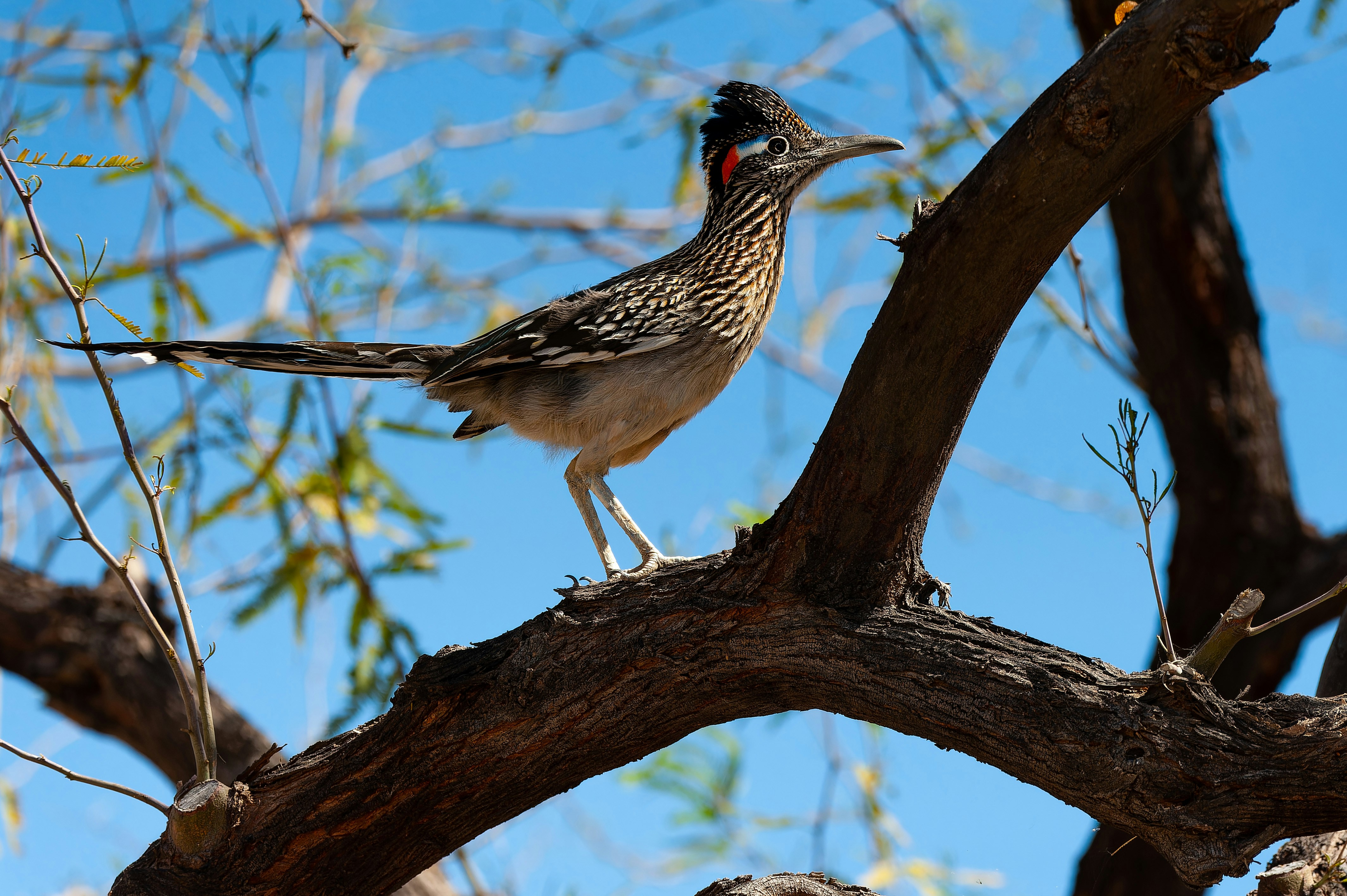 Roadrunner