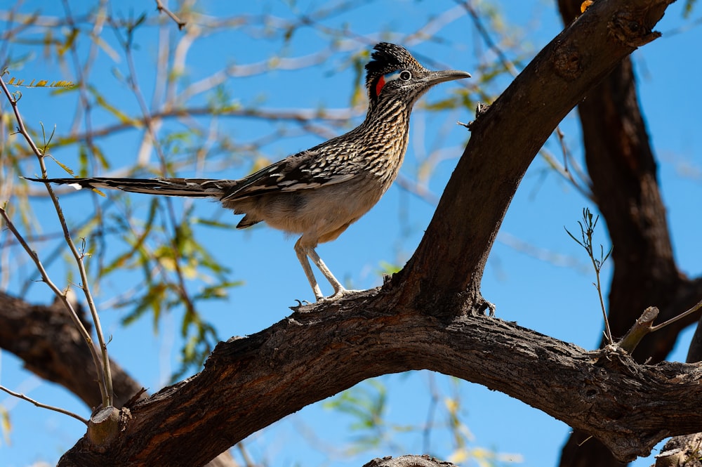 un oiseau perché au sommet d’une branche d’arbre