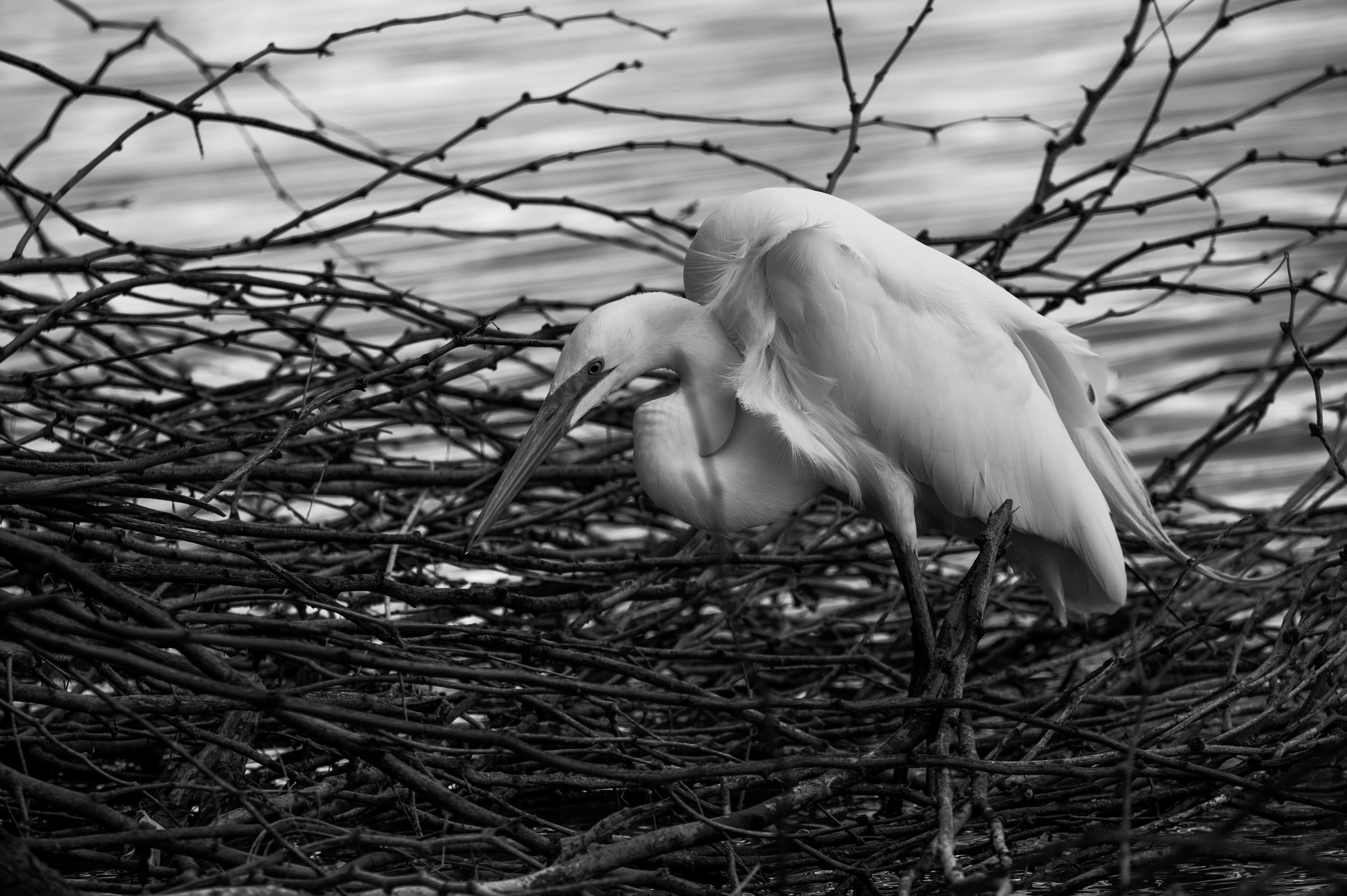 a large white bird sitting on top of a nest