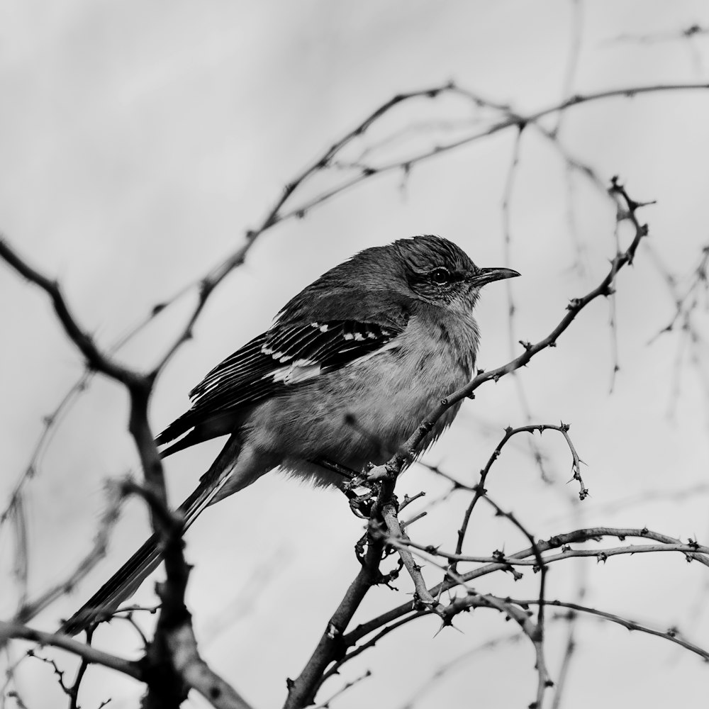 a black and white photo of a bird on a tree branch