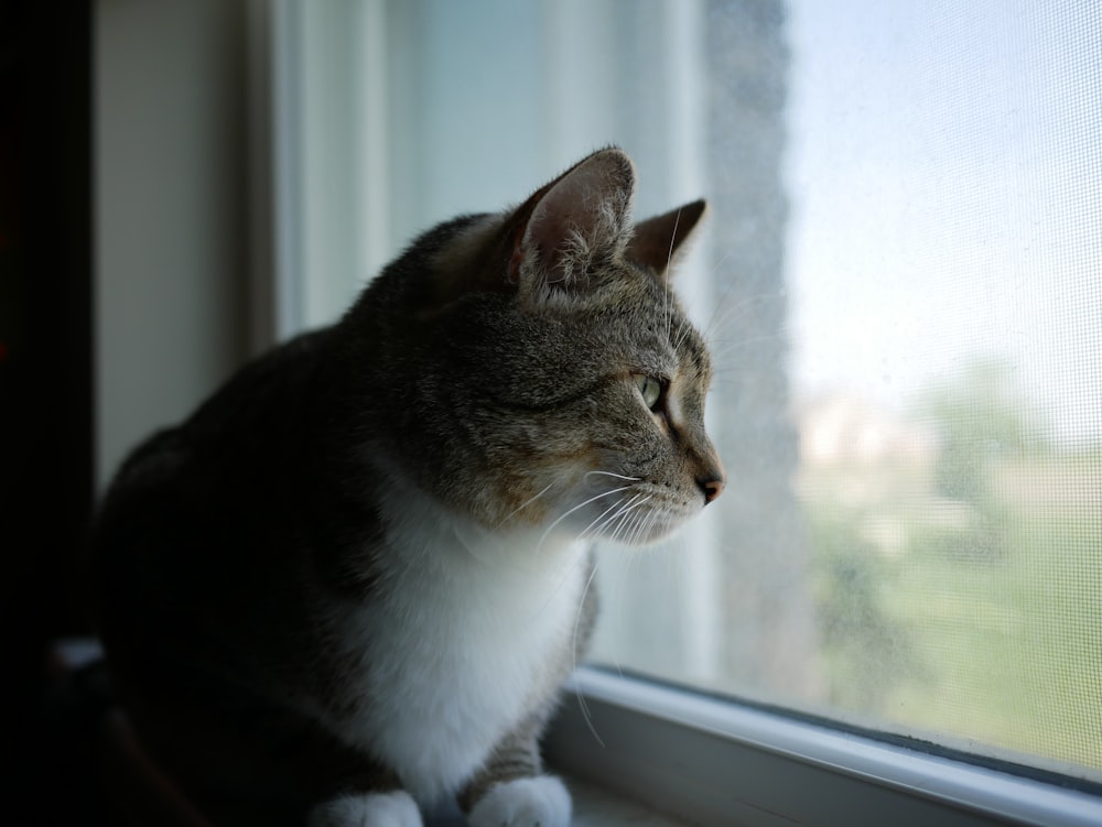 um gato sentado no parapeito de uma janela olhando pela janela