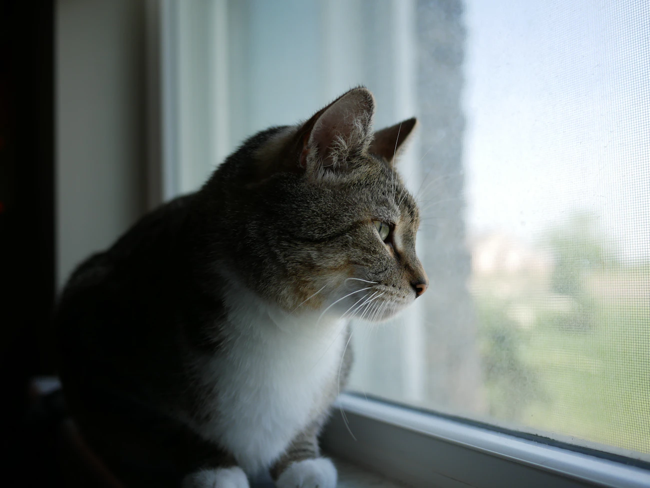 窓辺で外を眺める淡い毛色の猫