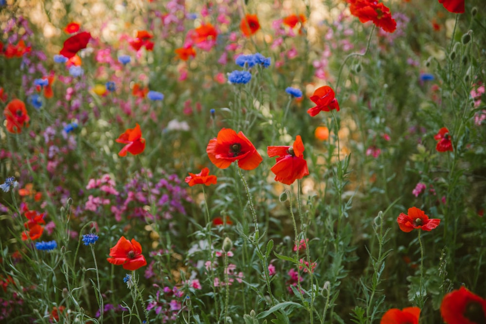 a field full of red, blue, and pink flowers