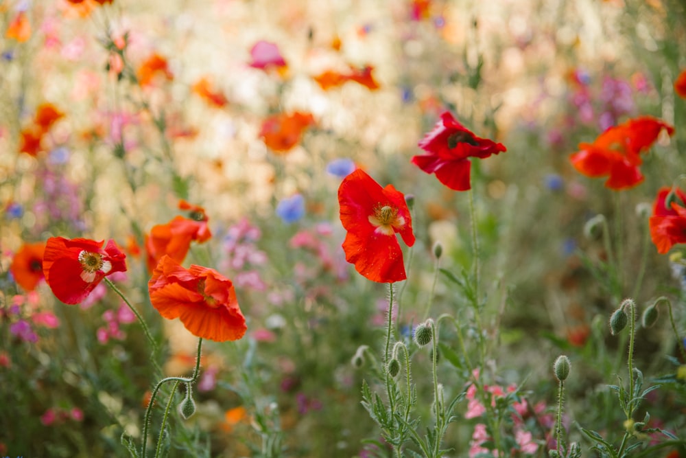 a field full of red and orange flowers