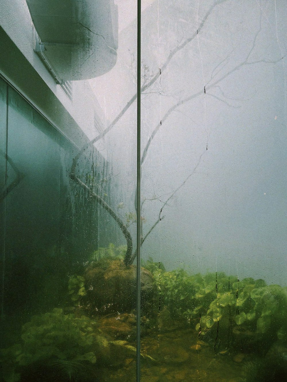 an aquarium filled with plants and water next to a wall