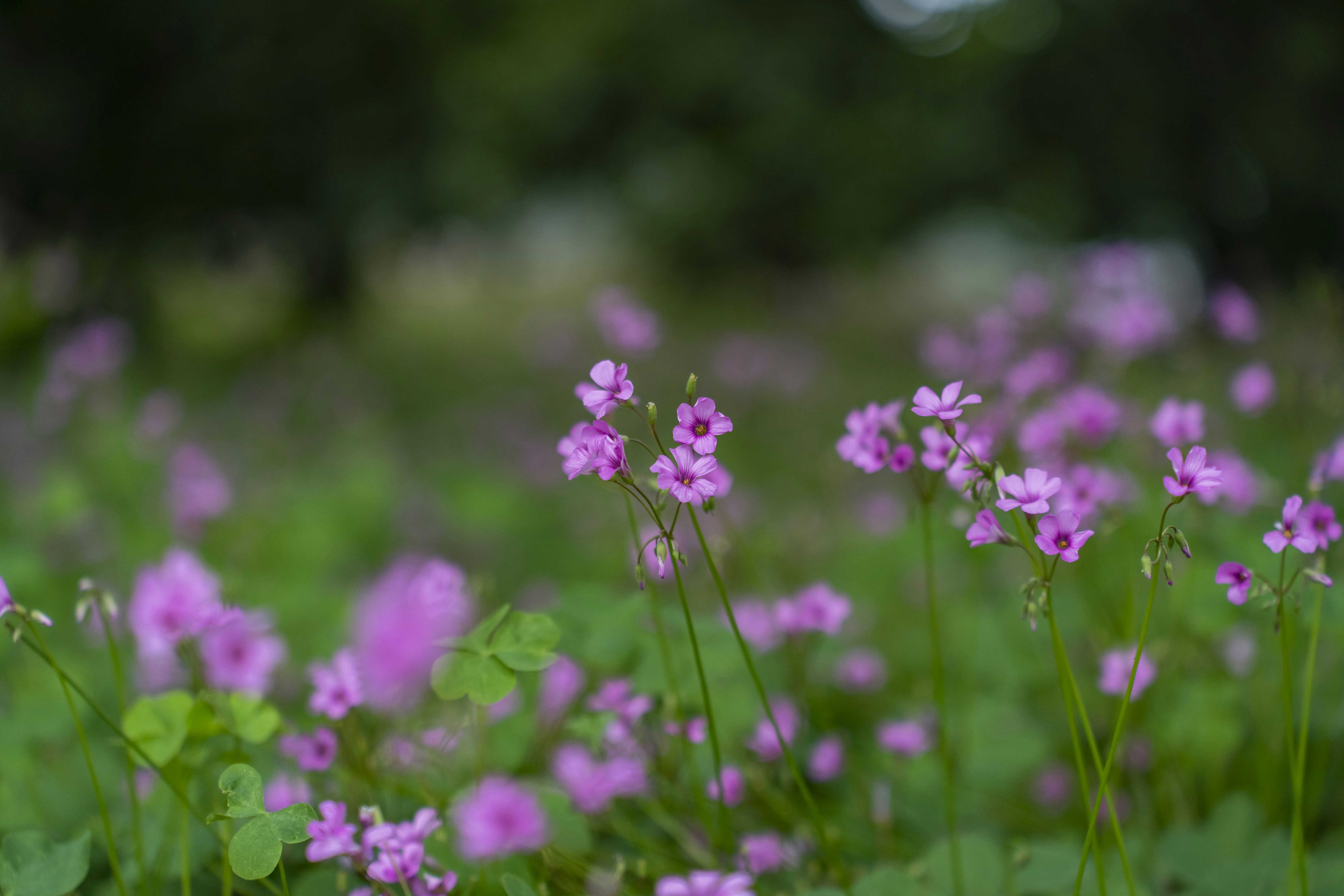 Photo by kevinwang413156