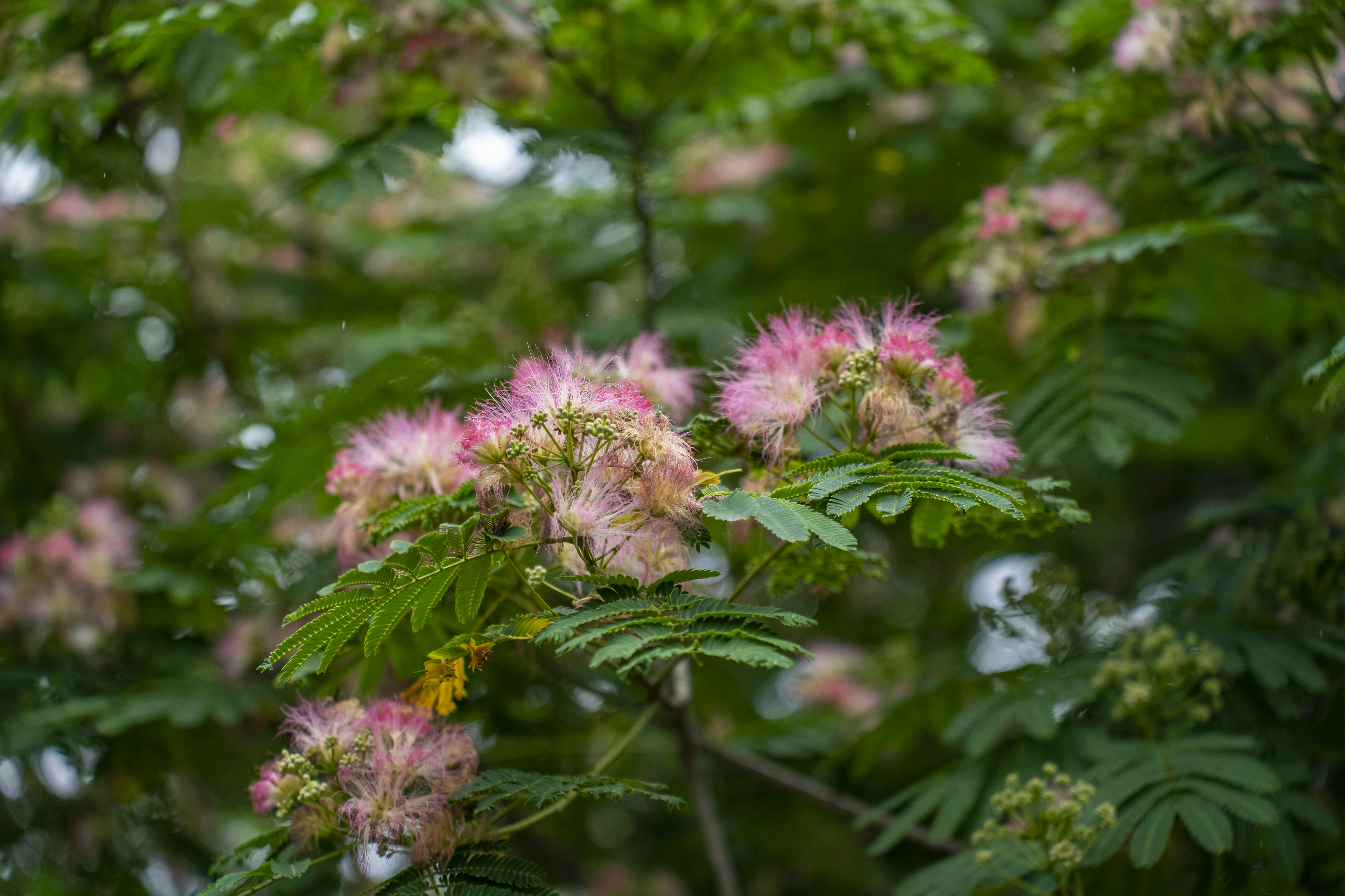 a tree filled with lots of pink flowers