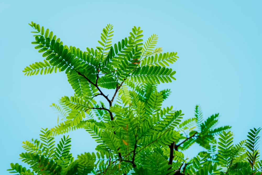 a tree branch with green leaves against a blue sky