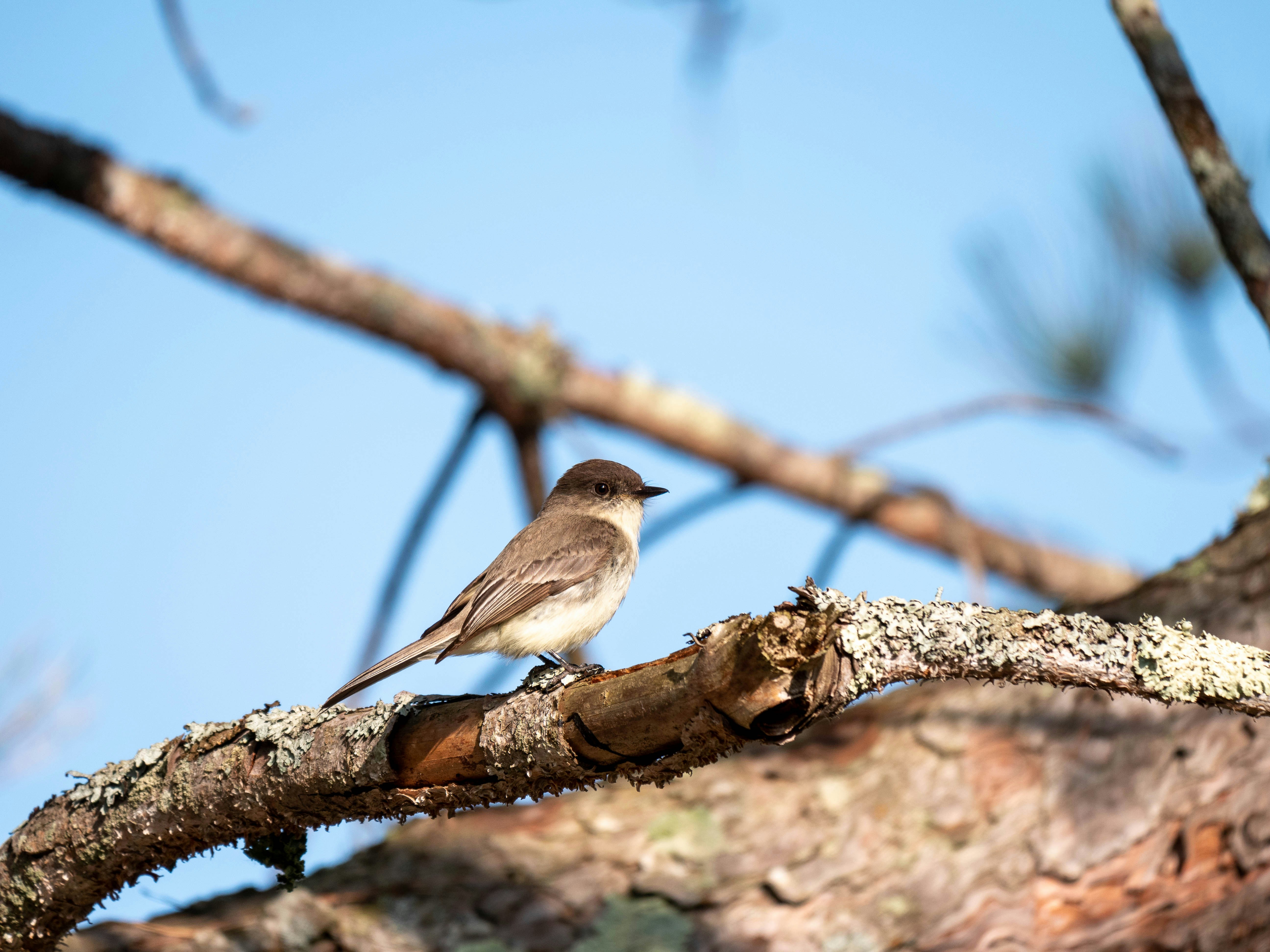 Photo by gabrielalmanzar