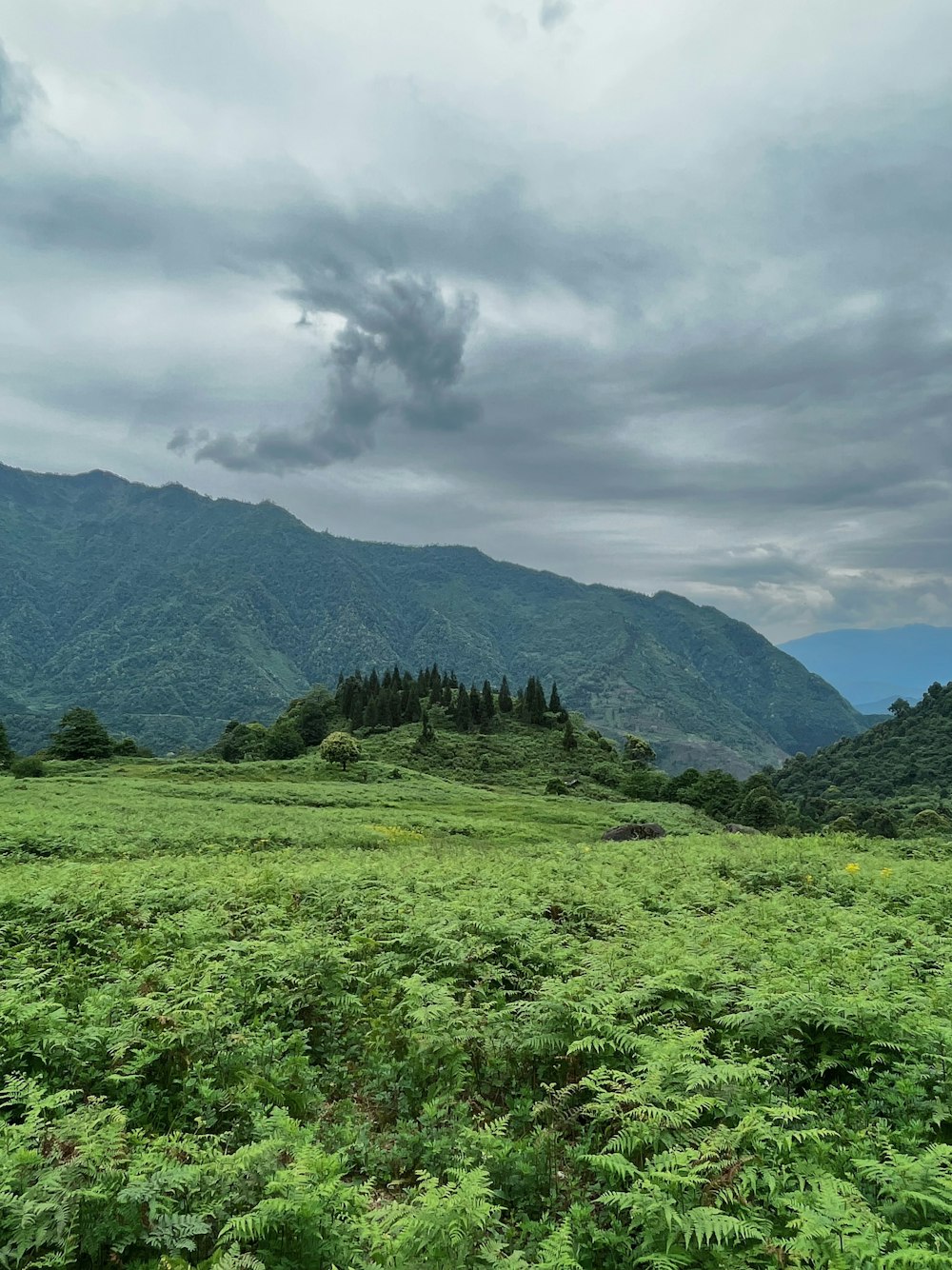 a lush green field with mountains in the background