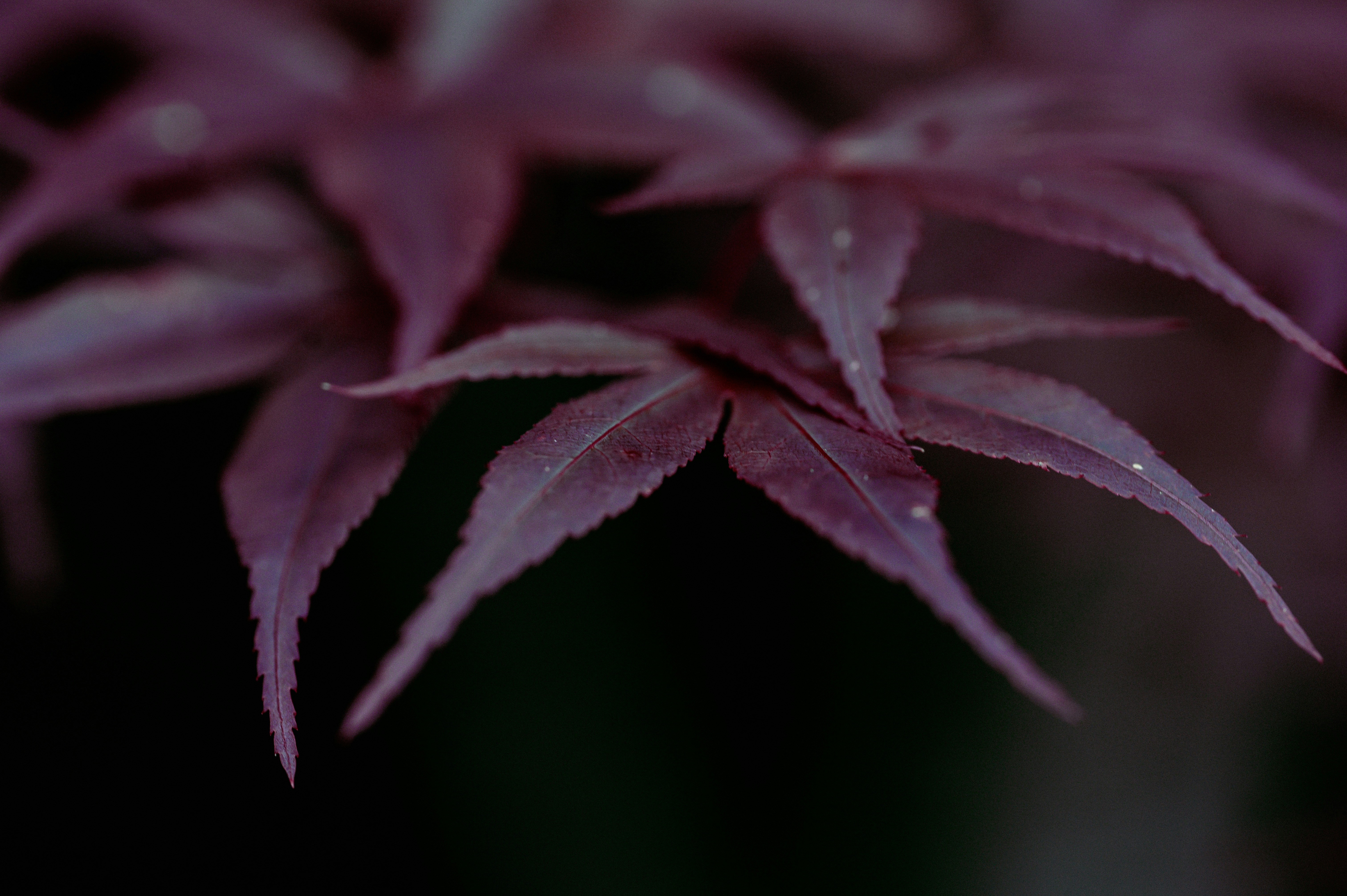 Photo by isoten