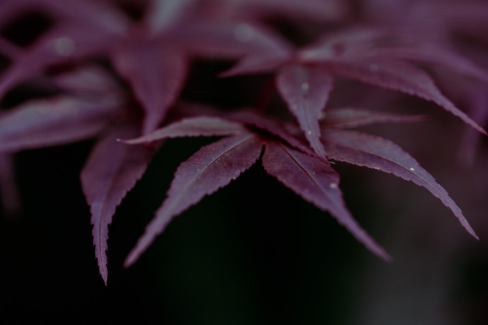 a close up of a plant with purple leaves