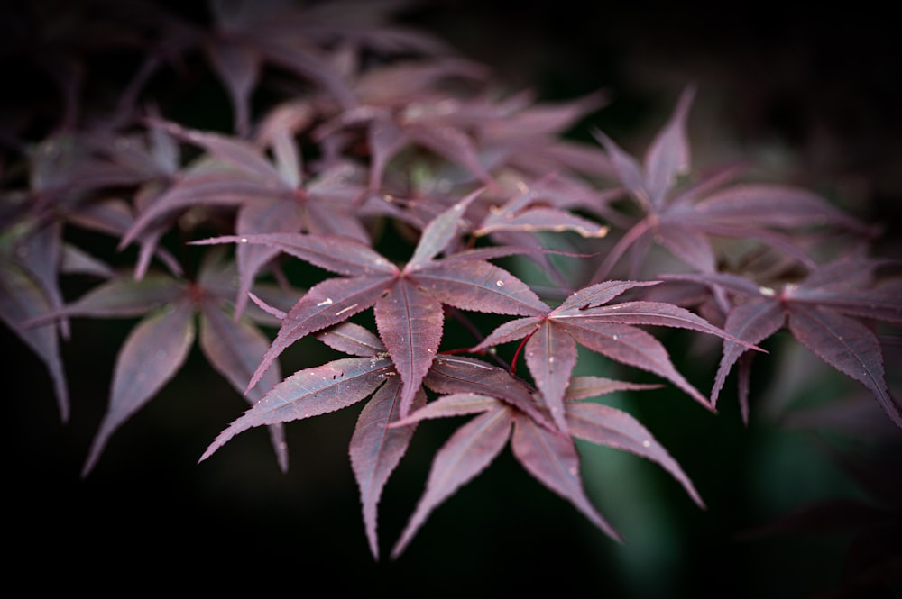 Un primo piano di una pianta con foglie viola