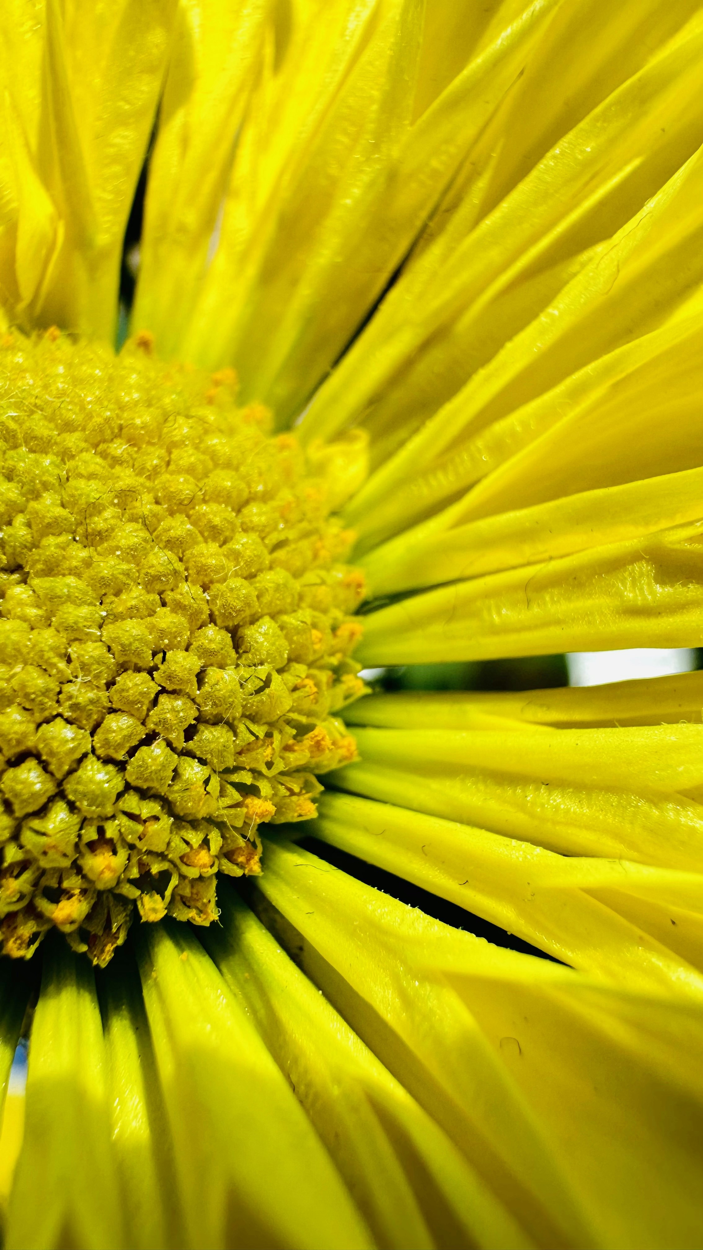 Photo by priyatham_alluri