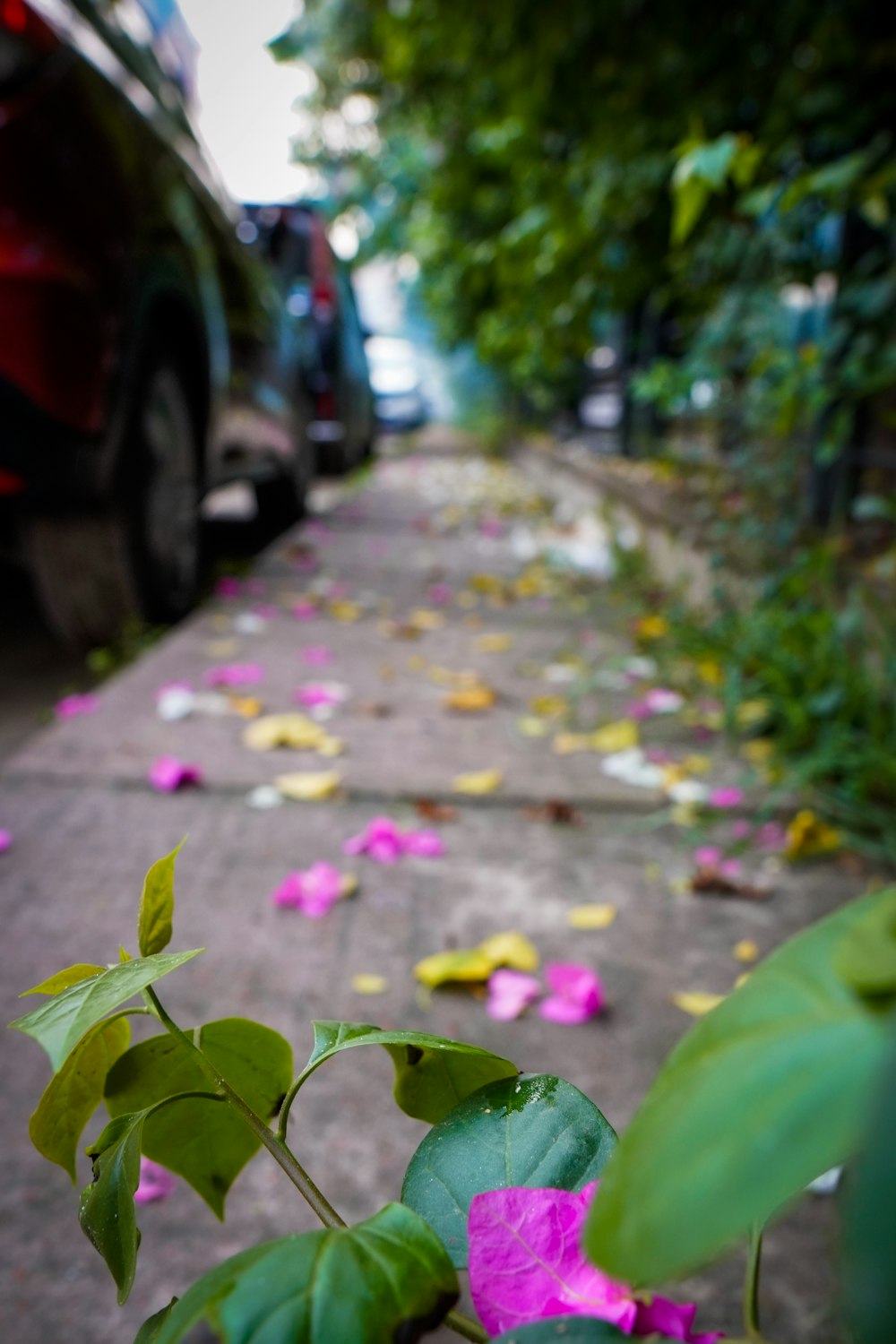 pink flowers on a sidewalk next to a car